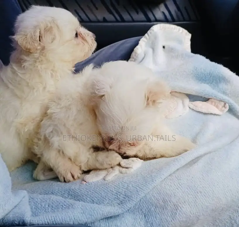 1-3 months Male Purebred Maltese