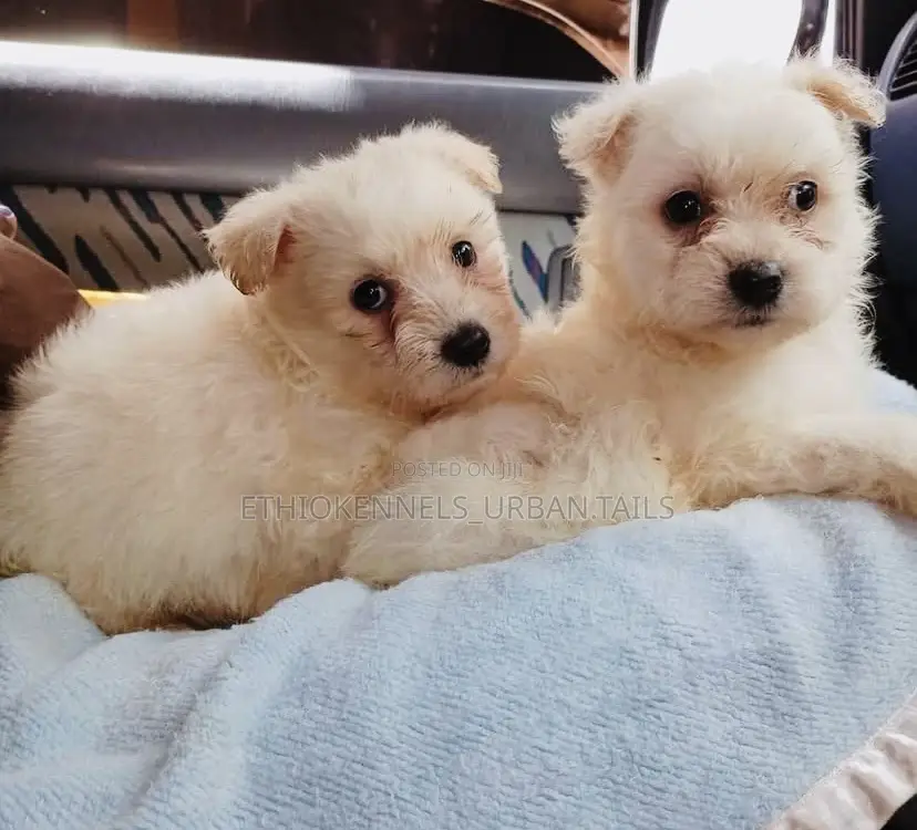 1-3 months Male Purebred Maltese