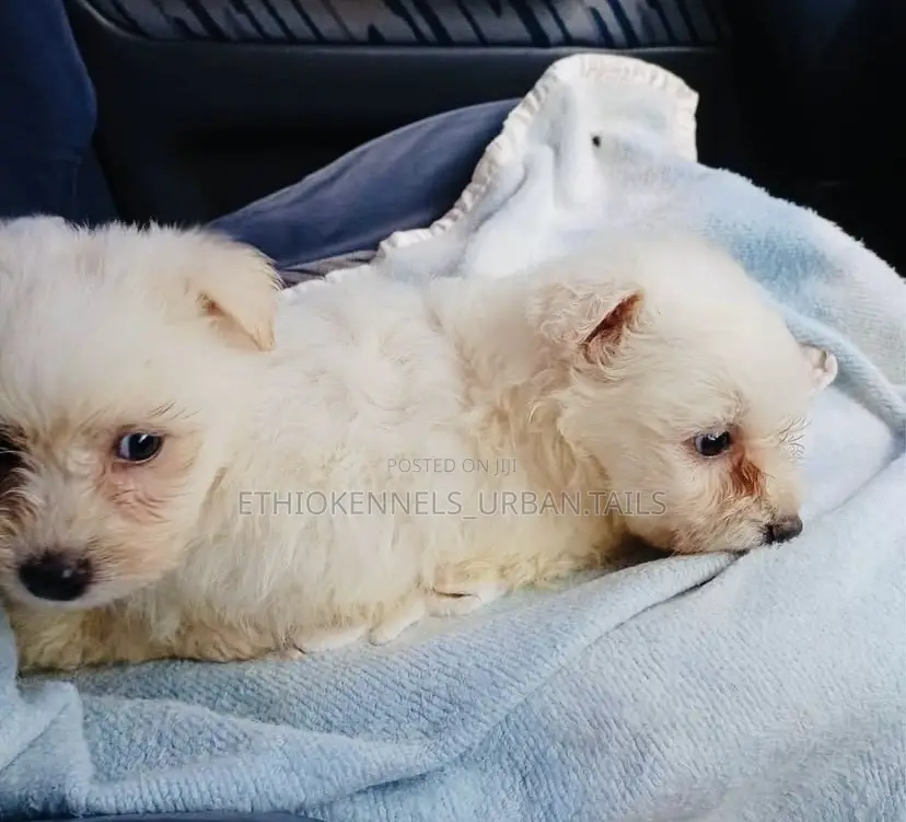 1-3 months Male Purebred Maltese