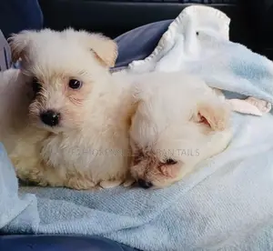 1-3 months Male Purebred Maltese