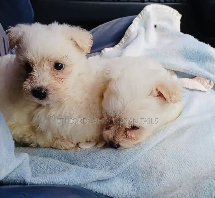 1-3 months Male Purebred Maltese