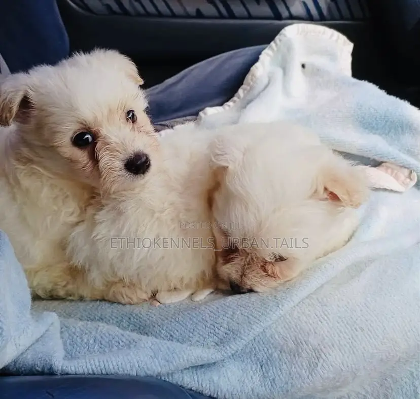 1-3 months Male Purebred Maltese