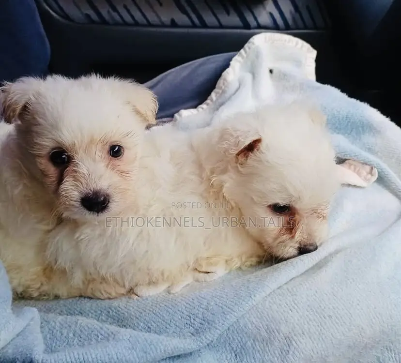 1-3 months Male Purebred Maltese