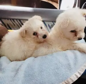 1-3 months Male Purebred Maltese