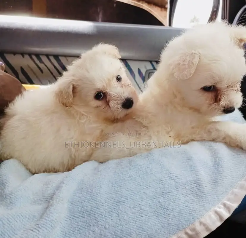 1-3 months Male Purebred Maltese