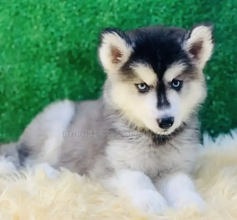 1-3 months Male Purebred Siberian Husky