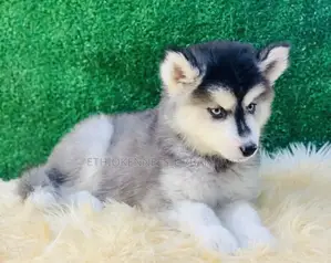 1-3 months Male Purebred Siberian Husky