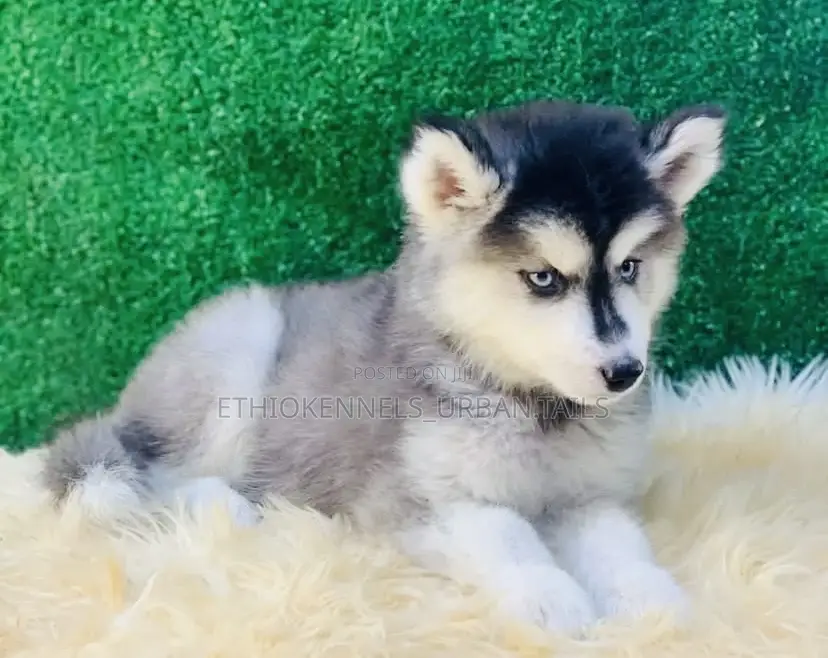 1-3 months Male Purebred Siberian Husky