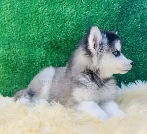 1-3 months Male Purebred Siberian Husky