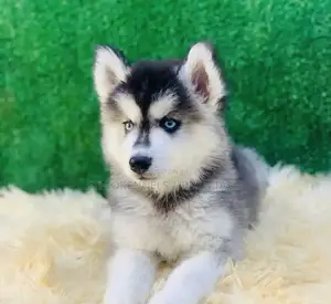 1-3 months Male Purebred Siberian Husky
