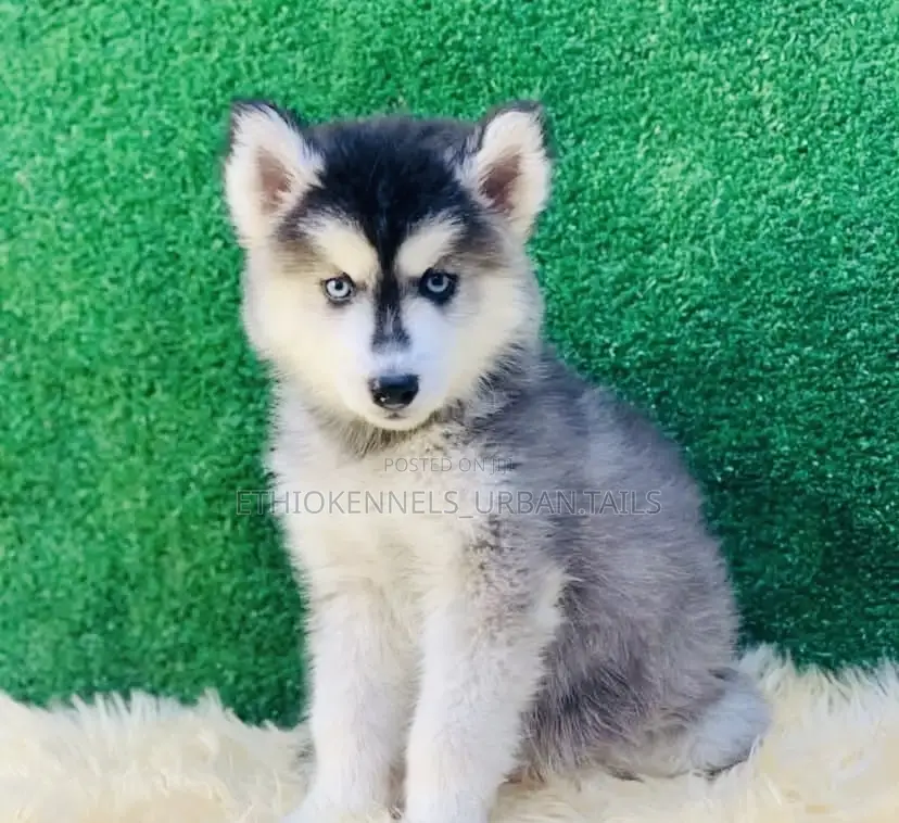 1-3 months Male Purebred Siberian Husky