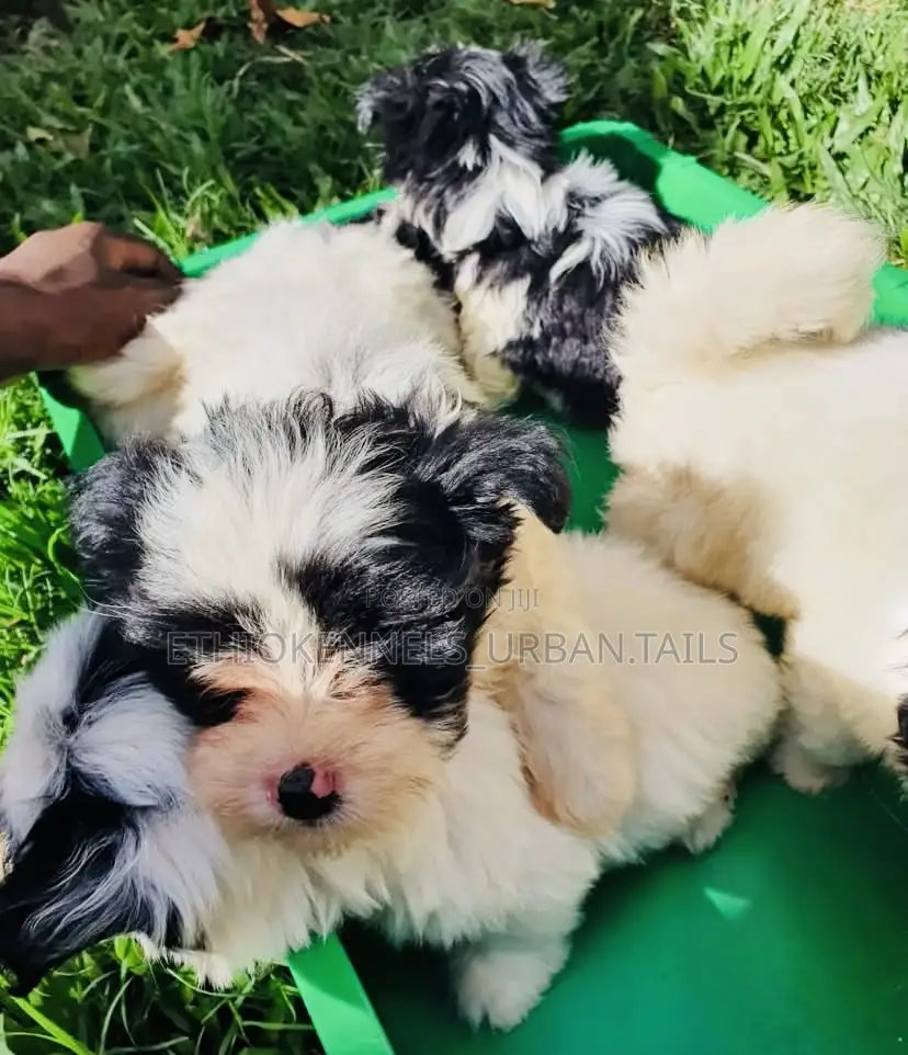 1-3 months Male Mixed Breed Maltese