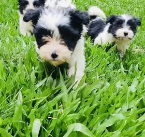 1-3 months Male Mixed Breed Maltese