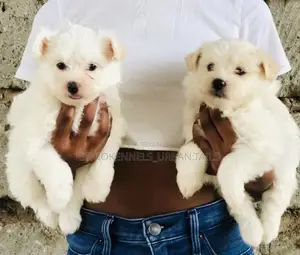 1-3 months Male Purebred Maltese