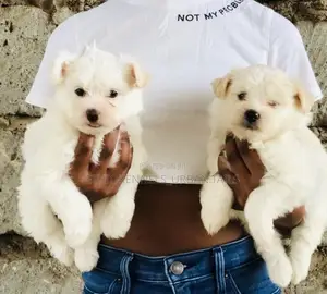 Photo - 1-3 months Male Purebred Maltese