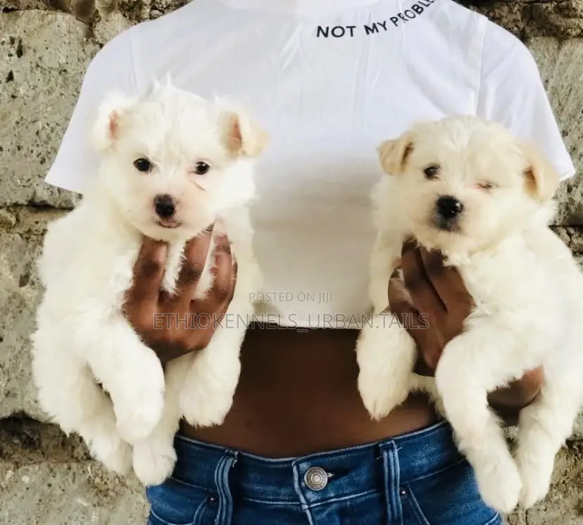 1-3 months Male Purebred Maltese