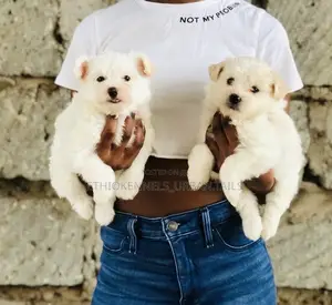 1-3 months Male Purebred Maltese