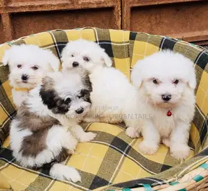 Photo - 1-3 months Male Mixed Breed Maltese