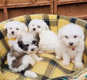 1-3 months Male Mixed Breed Maltese