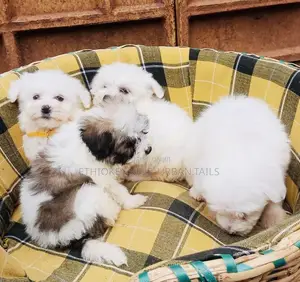1-3 months Male Mixed Breed Maltese