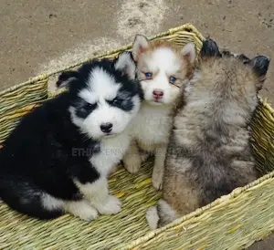 1-3 months Male Purebred Siberian Husky