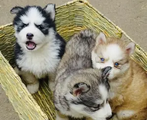 1-3 months Male Purebred Siberian Husky