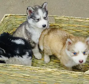 1-3 months Male Purebred Siberian Husky