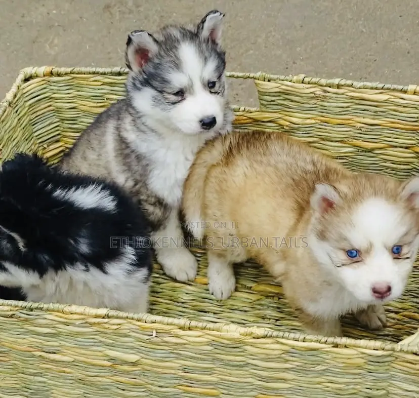 1-3 months Male Purebred Siberian Husky
