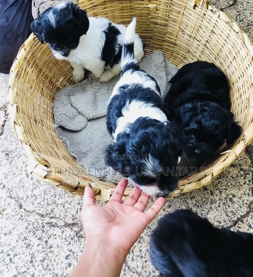 1-3 months Male Mixed Breed Maltese