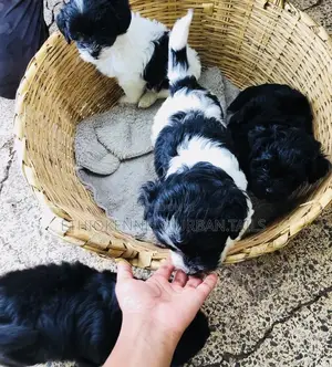 1-3 months Male Mixed Breed Maltese