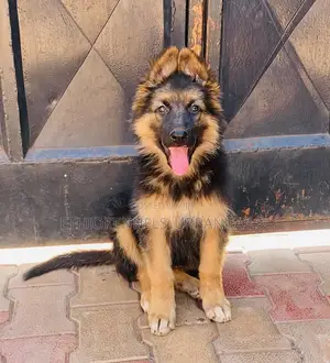 1-3 months Male Purebred German Shepherd