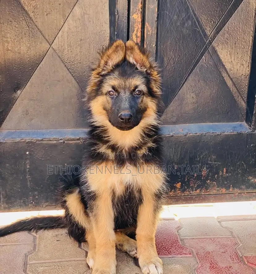 1-3 months Male Purebred German Shepherd