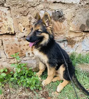 Photo - 1-3 months Male Purebred German Shepherd