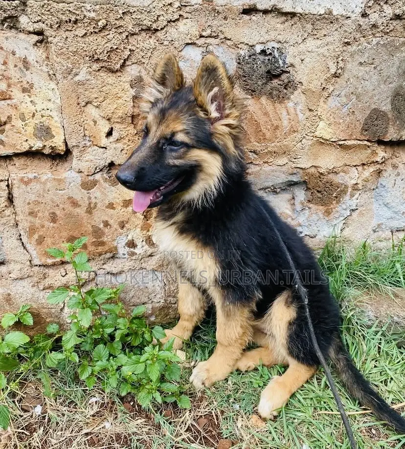 1-3 months Male Purebred German Shepherd