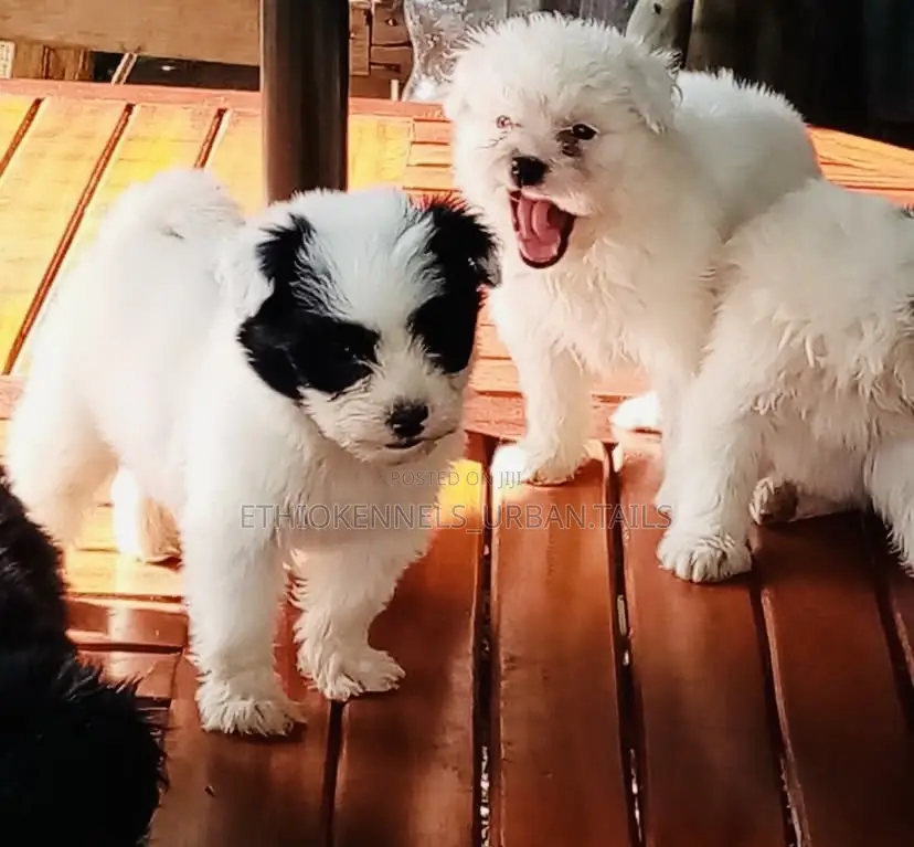 1-3 months Male Mixed Breed Maltese