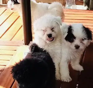 1-3 months Male Mixed Breed Maltese