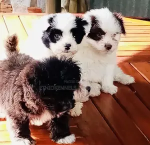 1-3 months Male Mixed Breed Maltese