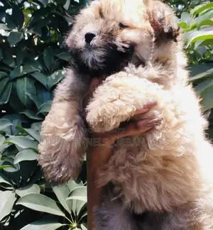 Photo - 1-3 months Female Mixed Breed Shih Tzu