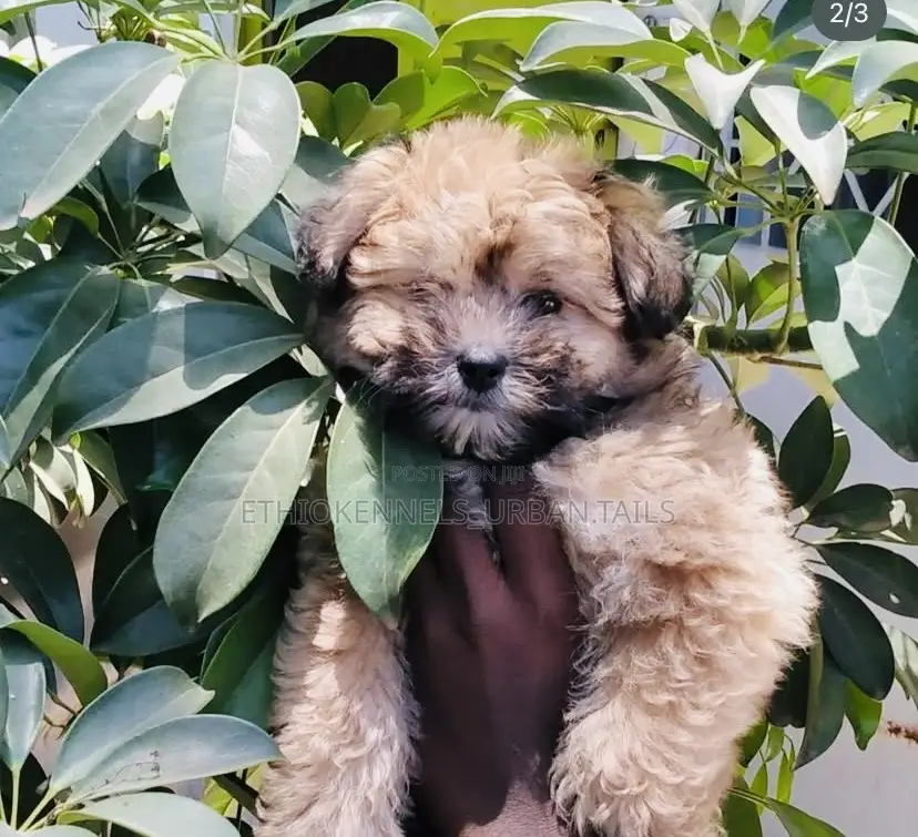 1-3 months Female Mixed Breed Shih Tzu