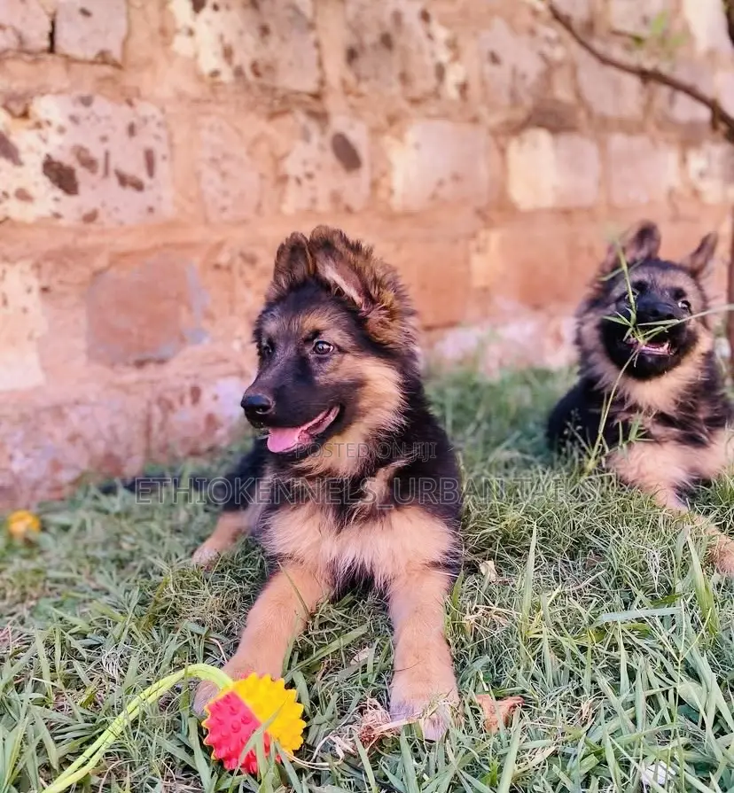 1-3 months Male Purebred German Shepherd