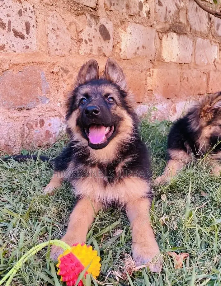 1-3 months Male Purebred German Shepherd