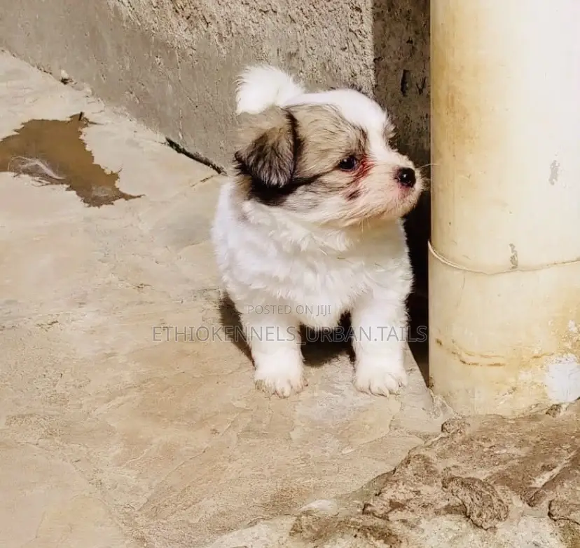 1-3 months Male Mixed Breed Shih Tzu