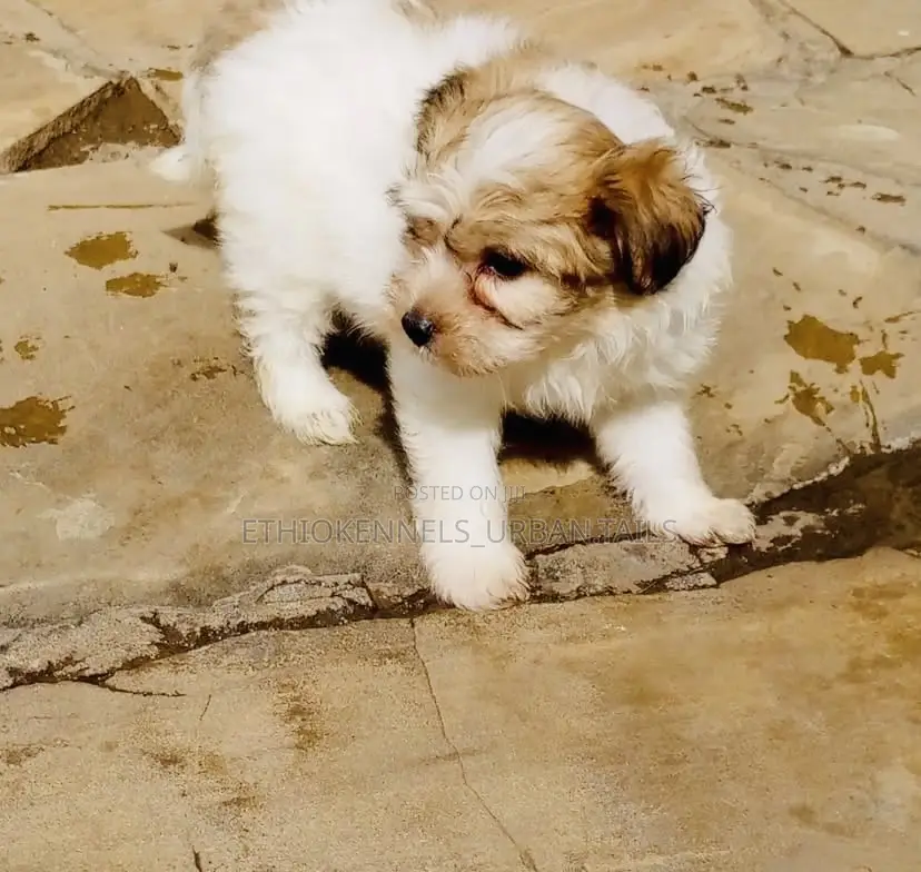 1-3 months Male Mixed Breed Shih Tzu