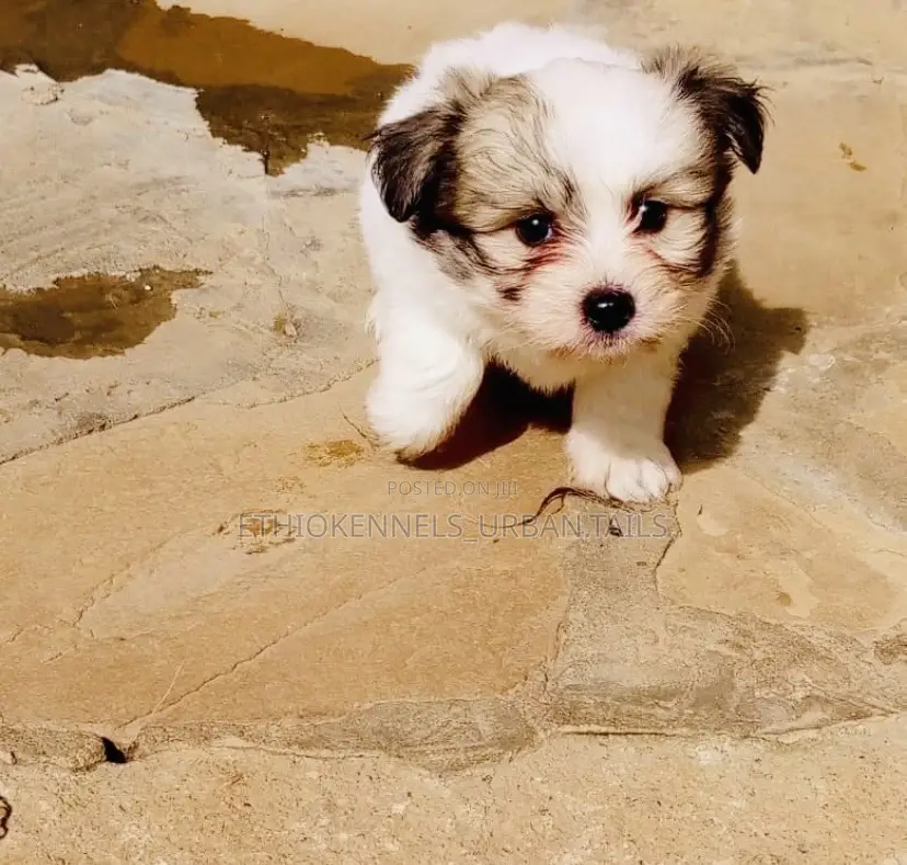 1-3 months Male Mixed Breed Shih Tzu