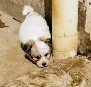 1-3 months Male Mixed Breed Shih Tzu