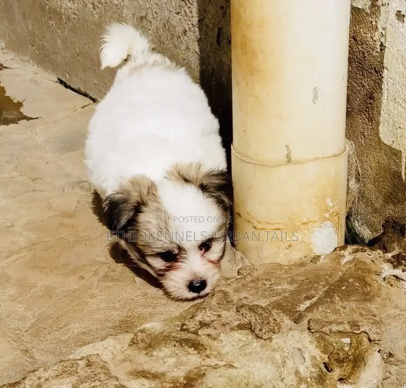 1-3 months Male Mixed Breed Shih Tzu