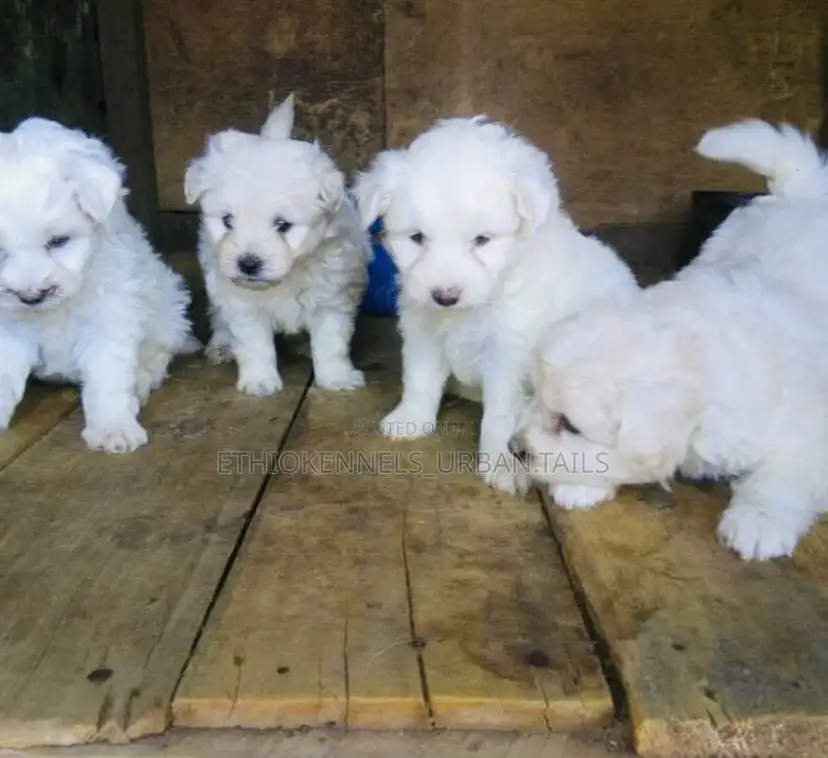 1-3 months Male Purebred Maltese