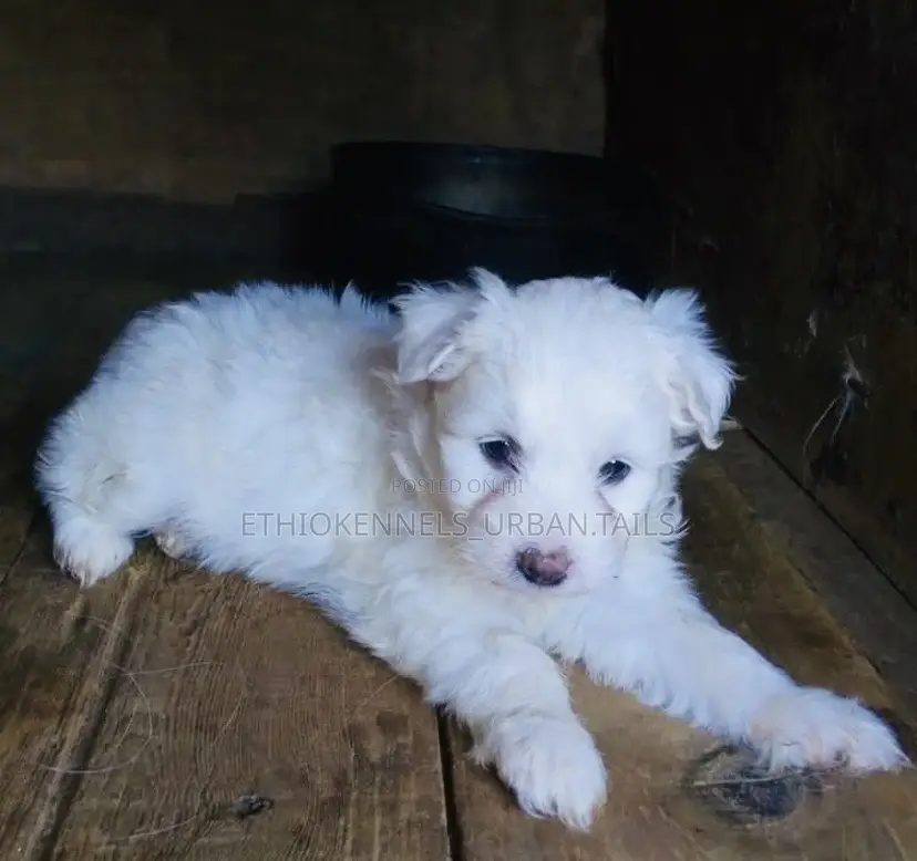 1-3 months Male Purebred Maltese