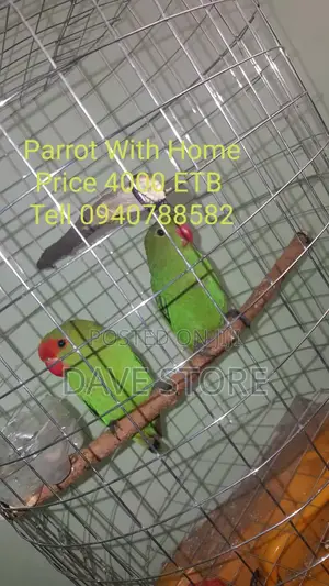 Photo - Awesome Parrots. With Homes