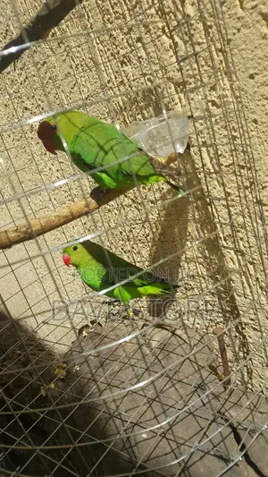 Awesome Parrots. With Homes